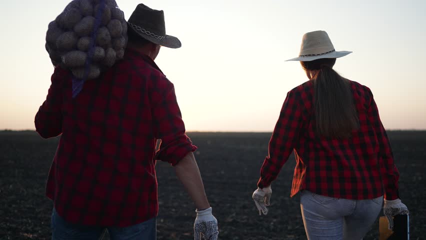Farmers walk sunset field carrying potatoes. Agricultural worker plaid shirts hats harvesting potato crop. Farming concept hard work dedication. Farmers Rural life and agricultural labor potato field.