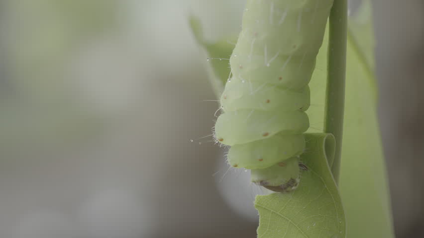 Polyphemus moth Caterpillar of a giant silk moth eating leaves of a tree average wingspan of 15 cm
The caterpillar can eat 86,000 times its weight 
10 bit full 4k raw video for colour grading 