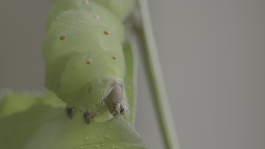 Polyphemus moth Caterpillar of a giant silk moth eating leaves of a tree average wingspan of 15 cm
The caterpillar can eat 86,000 times its weight 
10 bit full 4k raw video for colour grading 