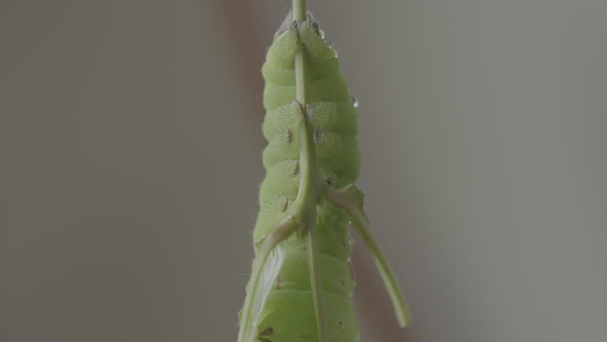 Polyphemus moth Caterpillar of a giant silk moth eating leaves of a tree average wingspan of 15 cm
The caterpillar can eat 86,000 times its weight 
10 bit full 4k raw video for colour grading 