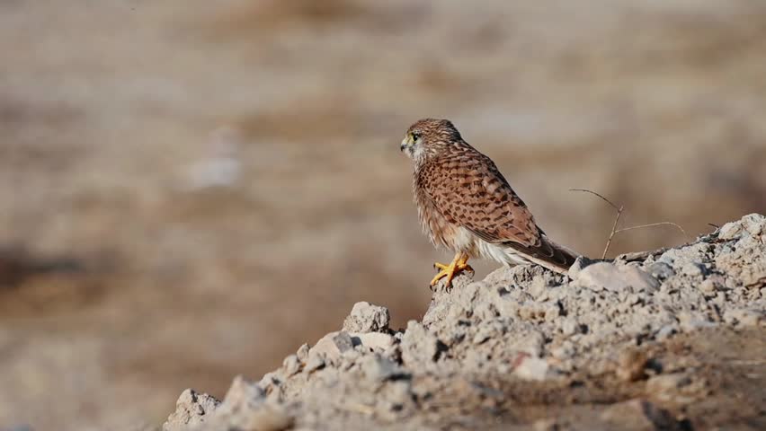 The common kestrel, also known as the European kestrel, Eurasian kestrel, this species of predatory bird belonging to the kestrel group of the falcon family Falconidae