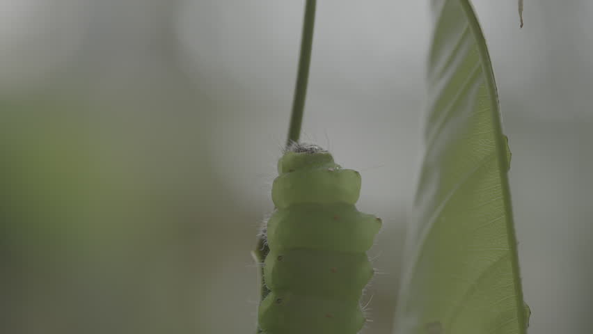 Polyphemus moth Caterpillar of a giant silk moth eating leaves of a tree average wingspan of 15 cm
The caterpillar can eat 86,000 times its weight 
10 bit full 4k raw video for colour grading 