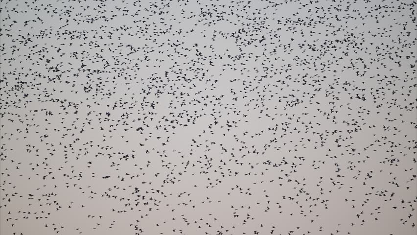 A flock of Baikal teal flight (zoom out)