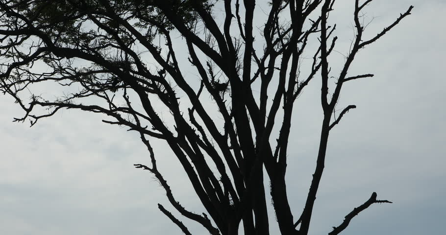 Silhouette shot of a tree