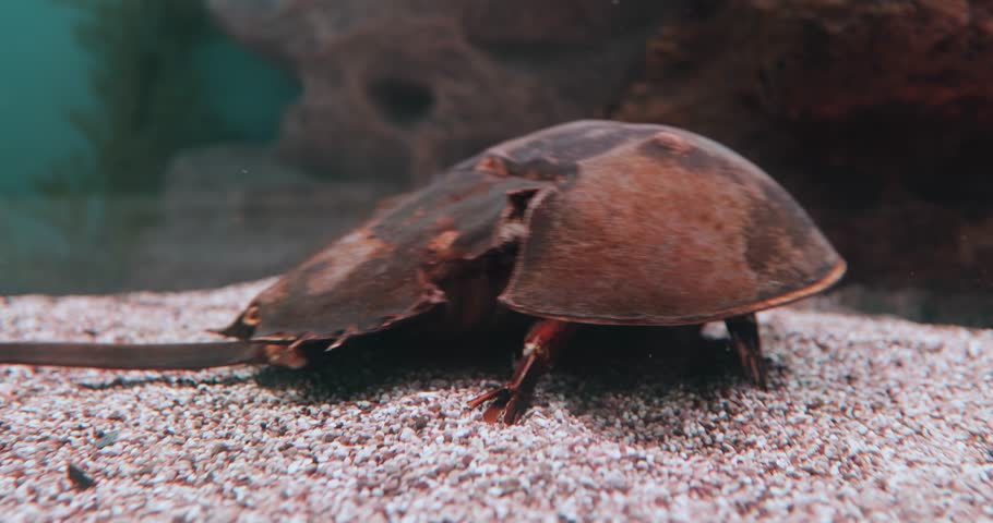 Atlantic horseshoe crab (Limulus polyphemus), also known as the American horseshoe crab, is a species of horseshoe crab, a kind of marine and brackish chelicerate arthropod.