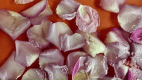 White rose petals float in water. Moving rose petals on apricot orange background. Drops of water fall on the water surface. Super slow motion. Concept of romance, wedding day, Valentine's Day. - Powered by Shutterstock - Get 15% off with code: PIKWIZARD15