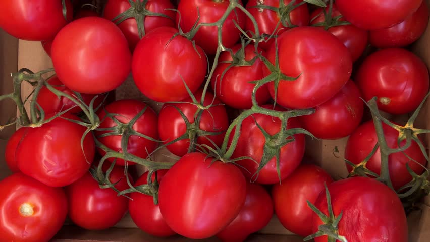 Red ripe tomatoes in top tracking shot on tomato bunches in cardboard boxes on greengrocer