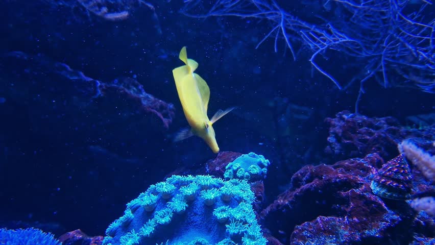Zebrasoma flavescens in an aquarium. Aquarium fish of bright yellow color. The fish swims along a coral reef. Popular aquarium fish. Close-up of a yellow surgeonfish in an aquarium