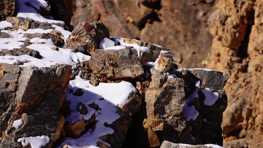 During the bright sunny day, Red Fox spotted at a mountain amidst snow in Spiti.