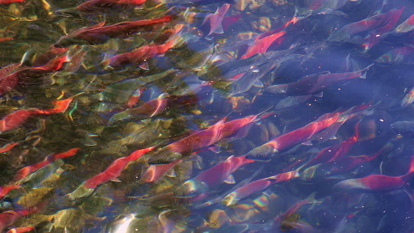 Kokanee salmons spawning upstream in creek