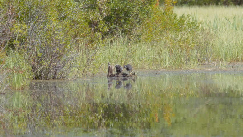Two ducks standing on a wooden log in the pond, cleaning feathers. Slow motion.