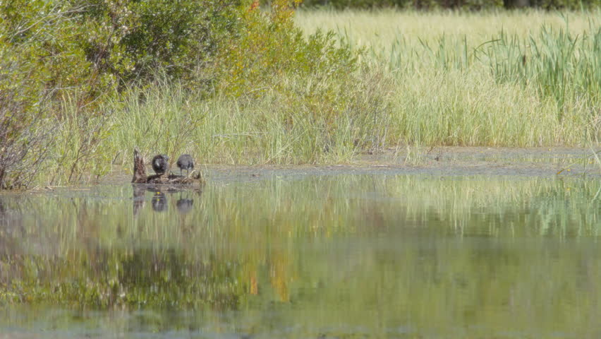 Two ducks standing on a wooden log in the pond and cleaning feathers. Slow motion.