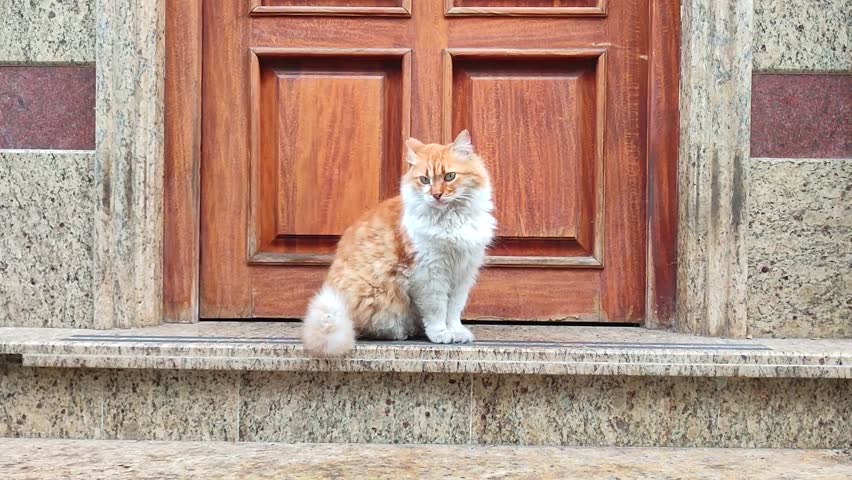 Fluffy orange and white cat sitting on granite doorstep in front of wooden door. Long-haired feline with attentive expression, framed by ornate stone entrance. Domestic pet guarding home entrance