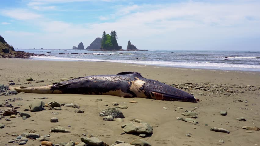 Beached whale carcass at La Push Third Beach, Washington State. 4K UHD video.