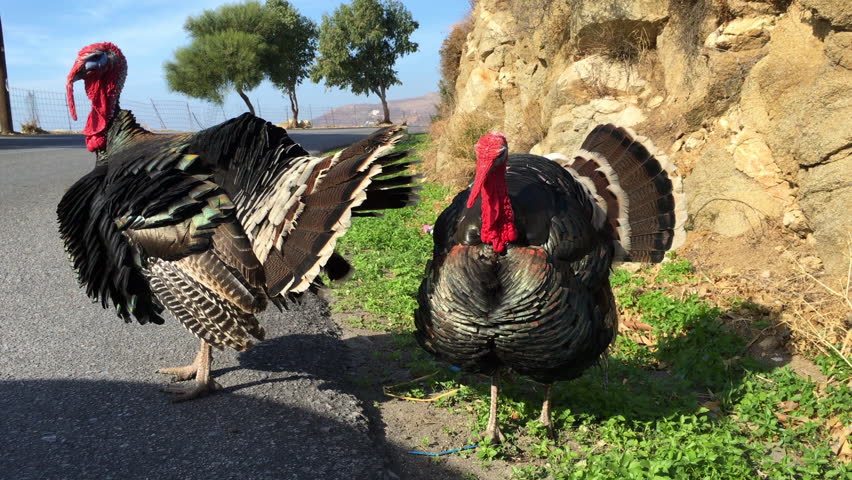 Lockdown Shot Of Bronze Turkeys Standing On Roadside During Sunny Day - Stelida, Greece