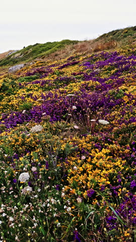Colorful Wildflower Field on a Hillside