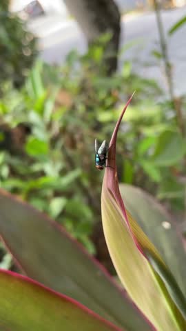Iridescent fly on colorful plant leaf. Macro shot of insect on red-tipped yellow leaf. Blurred green foliage background