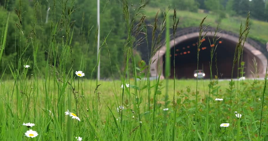 Daisies and grasses sway gently near the Voyageur Highway as vehicles enter and leave the Lafayette Bluff Tunnel at North Shore of Lake Superior near Two Harbors, Minnesota. Shallow depth of field.