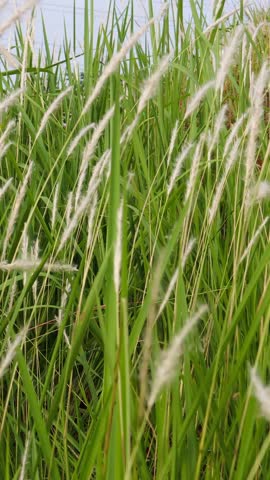 Silver grass flower blowing in the wind, silver grass flower sway in the wind. Alang Alang Cylindrica Beauv Natural Feather Grass Spring Garden