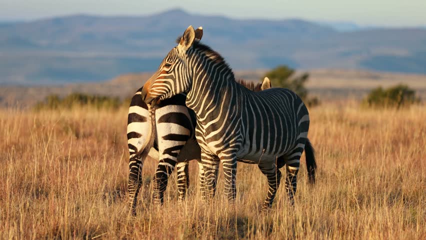 Cape mountain zebras (Equus zebra) in grassland at sunrise, Mountain Zebra National Park, South Africa