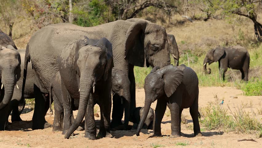 Herd of African elephants (Loxodonta africana) drinking water in a sandy riverbed, Kruger National Park, South Africa
