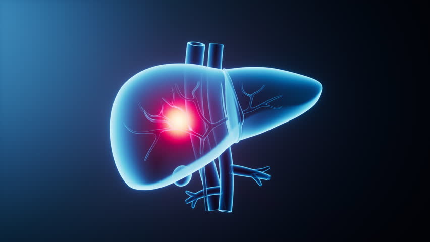 Liver organ with health care concept, 3d rendering. 3D illustration.