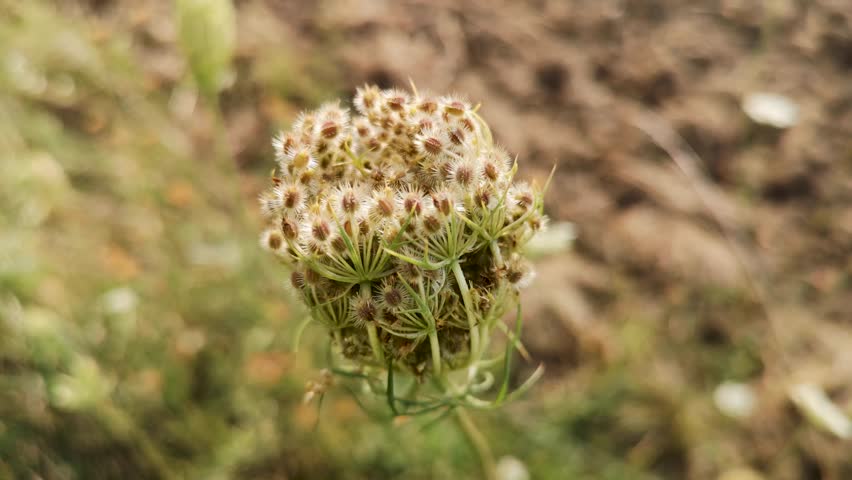 Daucus carota in a wild field