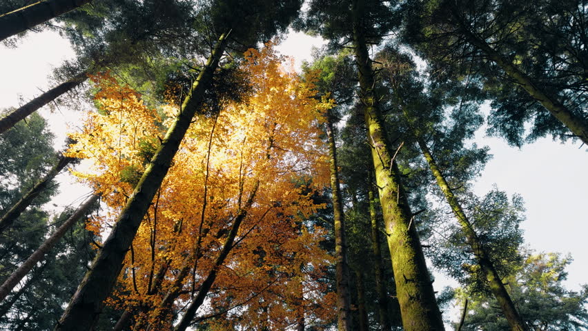 Golden Path Through Autumn Treetops