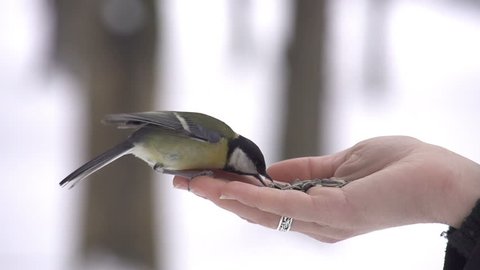 SLOW MOTION: Parus bird lands on hand and takes a seed