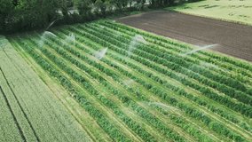 Automated irrigation system spraying water on fruit plantation. Green apple trees watered by water irrigation system. Watering fruit plants on green agriculture field - Powered by Shutterstock - Get 15% off with code: PIKWIZARD15