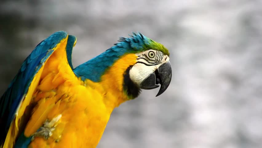 Beautiful parrot in different colour 