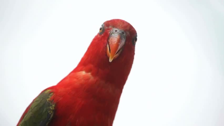 Beautiful parrot in different colour 