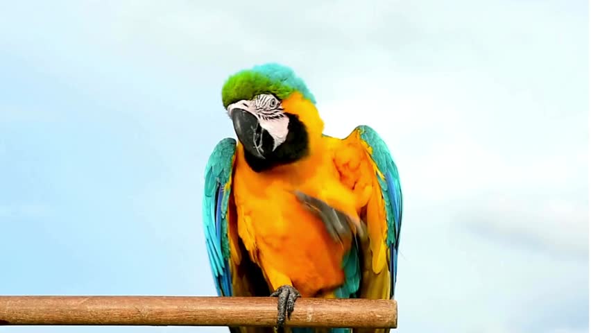 Beautiful parrot in different colour 