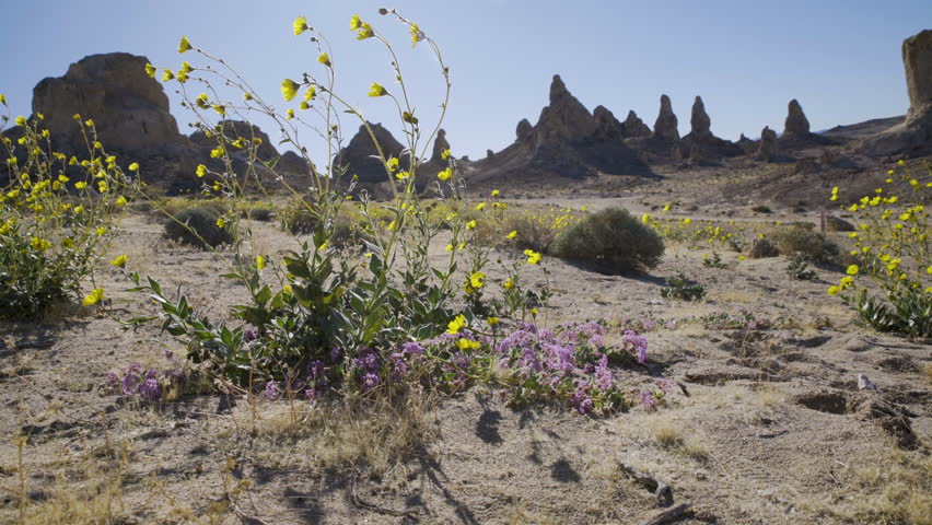 Cinematic shot of wildflower super bloom covering Trona Pinnacles in Mojave Desert in California, USA