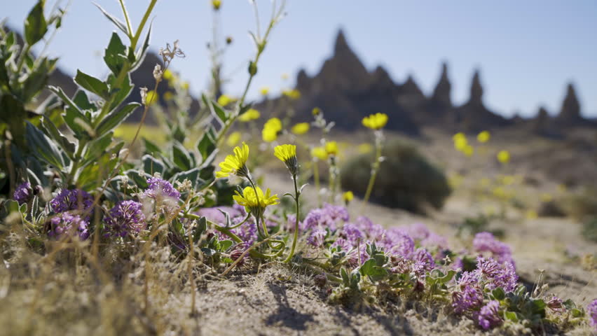 Cinematic shot of wildflower super bloom covering Trona Pinnacles in Mojave Desert in California, USA