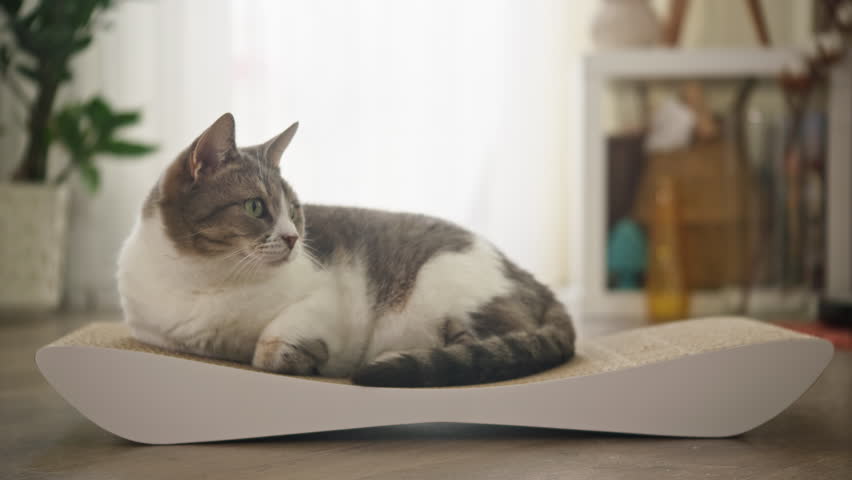 Cat resting on a scratching board in a cozy indoor environment