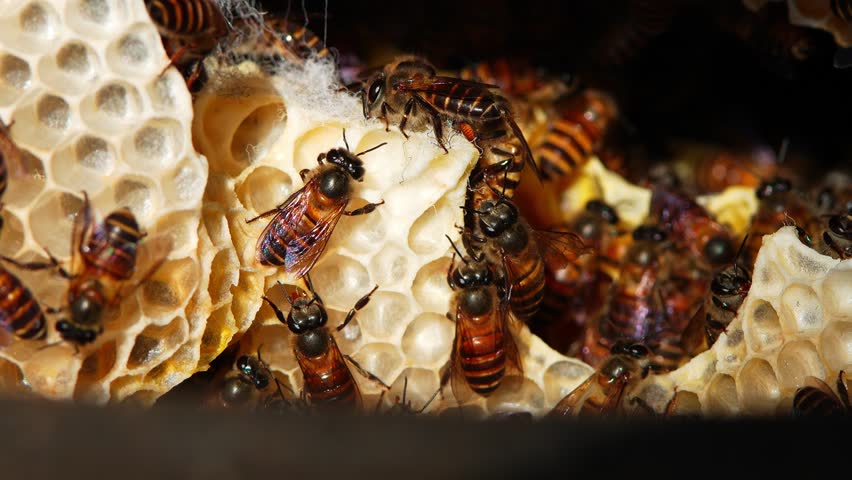 Many Bees inside the beehive,Honeycomb in the nature, Bee colony in hive macro shot
