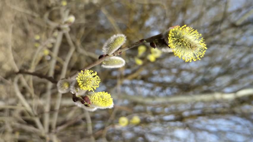 Close-up view of blooming pussy willow branch in early spring park or forest. Small yellow female catkin flowers. Soft focus. Vertical video. Springtime theme.