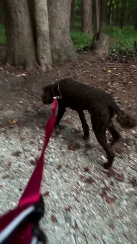 A brown standard poodle taking a walk through the wooded area of the campground at Croft State Park near Spartanburg, SC.