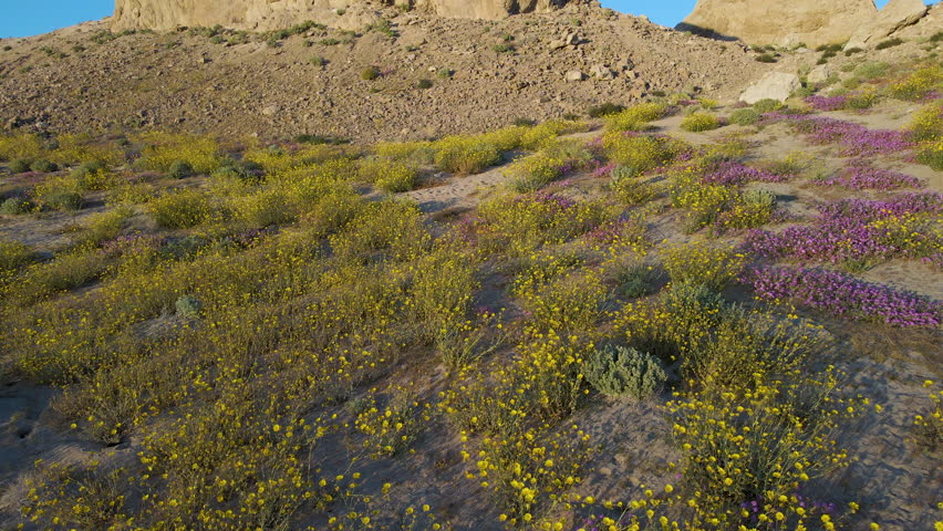 Cinematic aerial shot of wildflower super bloom covering Trona Pinnacles at sunrise in Mojave Desert in California, USA