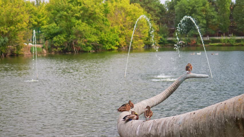 Ducks in a park in a lake with fountains.