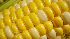 Harvest of corn. Organic vegetarian food. Pile of corns rotating. Farming concept. Harvested ear of corn. Top view. Heaps of golden corn. Plump kernels. Close-up in 4K, UHD - Powered by Shutterstock - Get 15% off with code: PIKWIZARD15