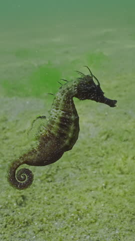 Vertical video, Close up of pregnant male Long Snouted Seahorse swims over sand seabed covered with colonial form of blue-green algae, Slow motion