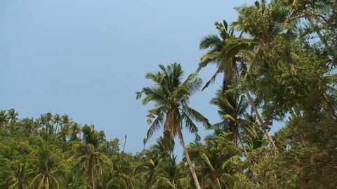 Coconut palm trees under a clear deep blue sky in the Philippines