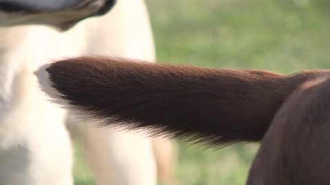 CLOSE UP OF HAPPY DOGS TAILS WAGGING IN HIGH DEFINITION 1080