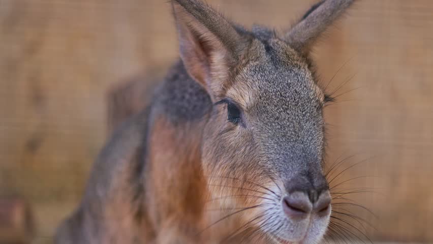 Close-up portrait of Mary. A rodent from the pig family.