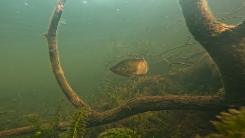A nervous largemouth bass (Micropterus salmoides) allows a close approach between two submerged branches. Check my portfolio for other bass footage.
