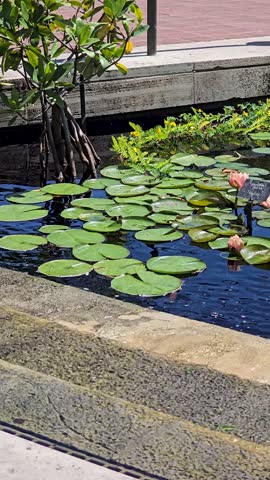 panning footage of a pond with colorful water lilies, lush green lily pads and rippling water at Chicago Botanic Garden in Glencoe Illinois USA