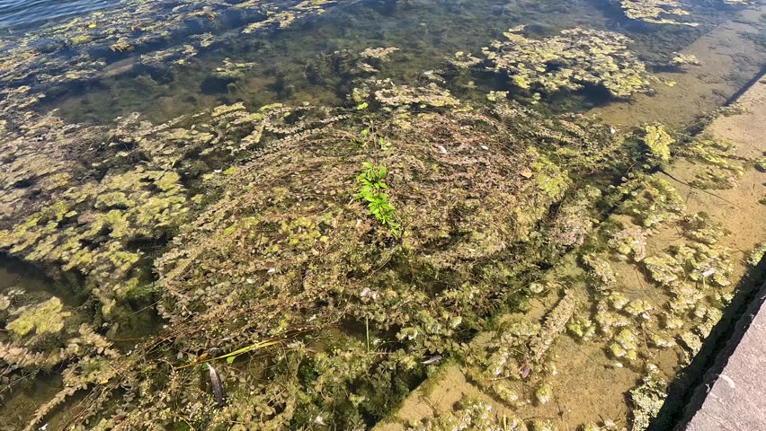 panning footage of a rippling lake with lush green trees, plants and grass, blue sky, clouds and people at Chicago Botanic Garden in Glencoe Illinois USA