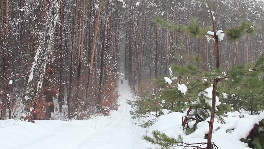 Skier on his way in winter forest (park), far away from us.